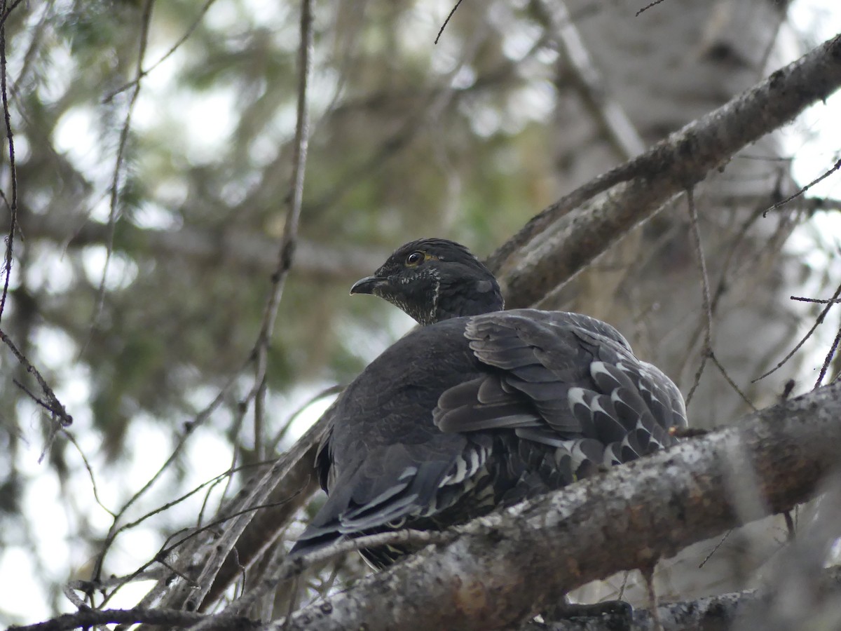 Sooty Grouse - ML642638811