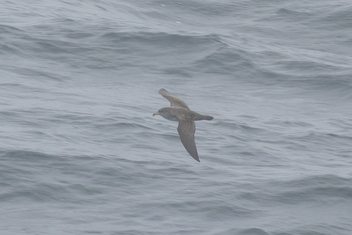 Pink-footed Shearwater - ML642638815