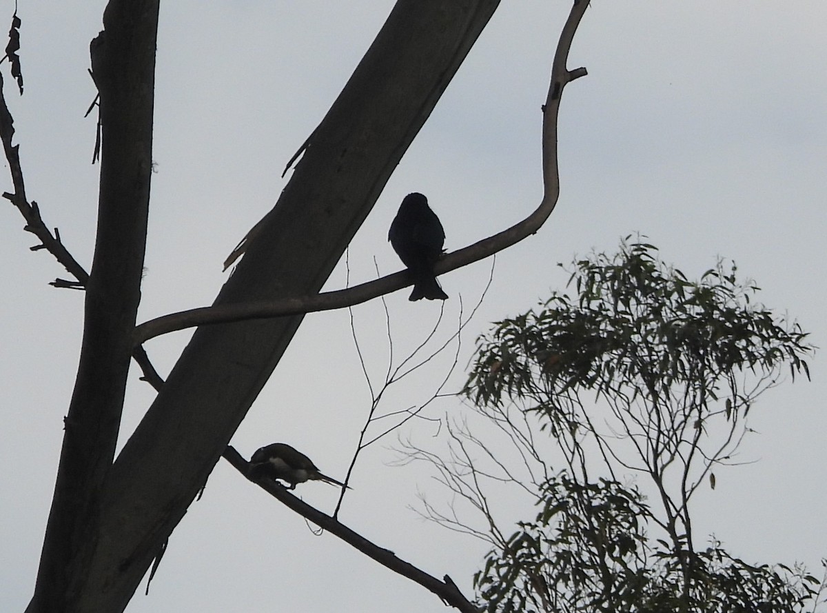Spangled Drongo - ML642638816