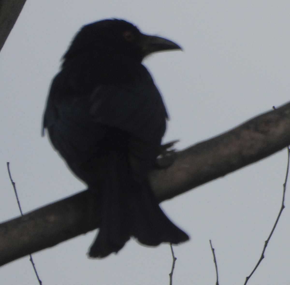 Spangled Drongo - ML642638817