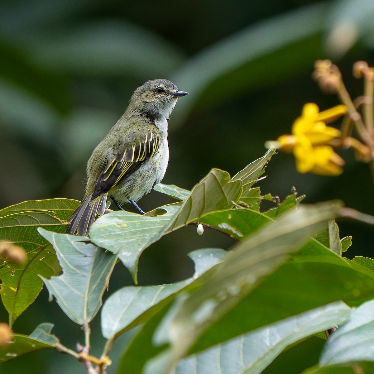 Mistletoe Tyrannulet - ML642638819