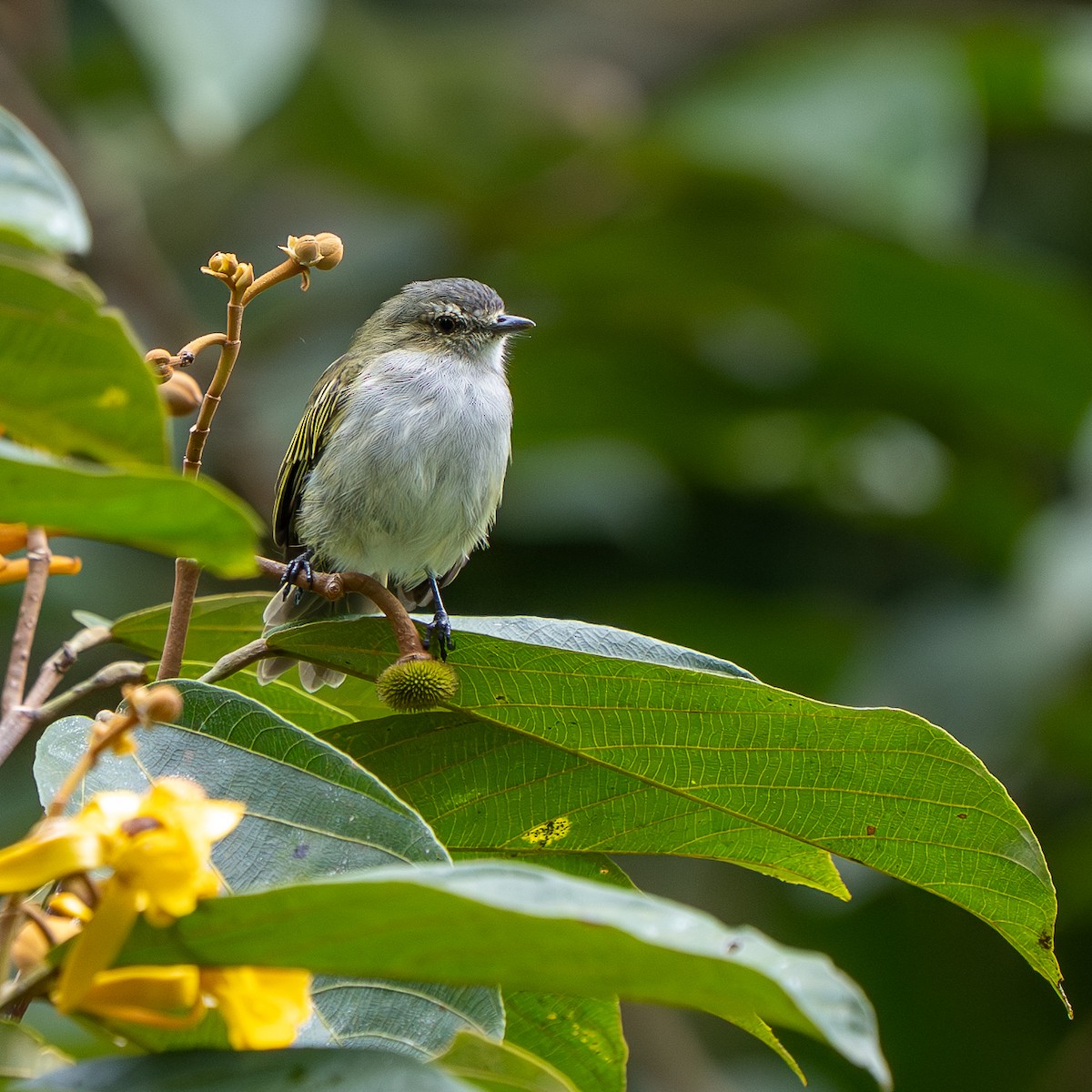 Mistletoe Tyrannulet - ML642638820
