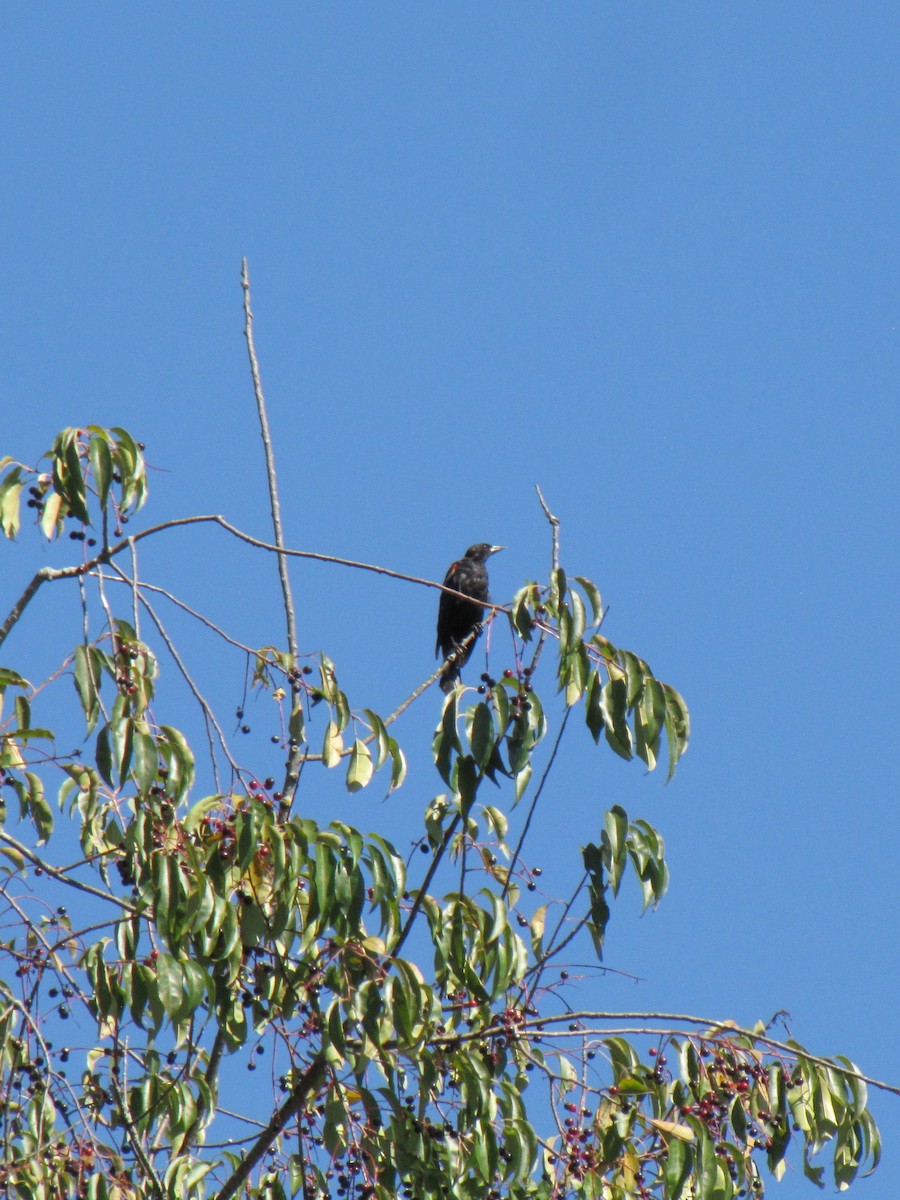 rødvingetrupial - ML642638842