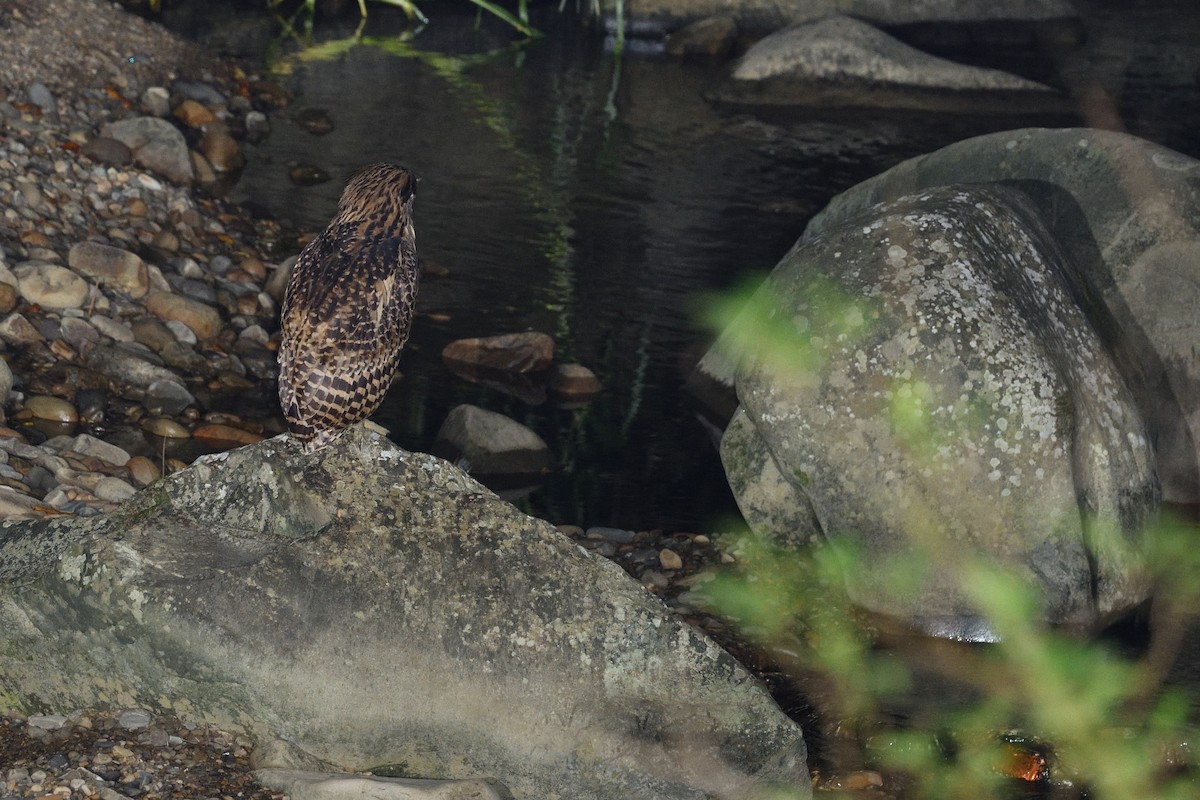 Tawny Fish-Owl - ML642638849