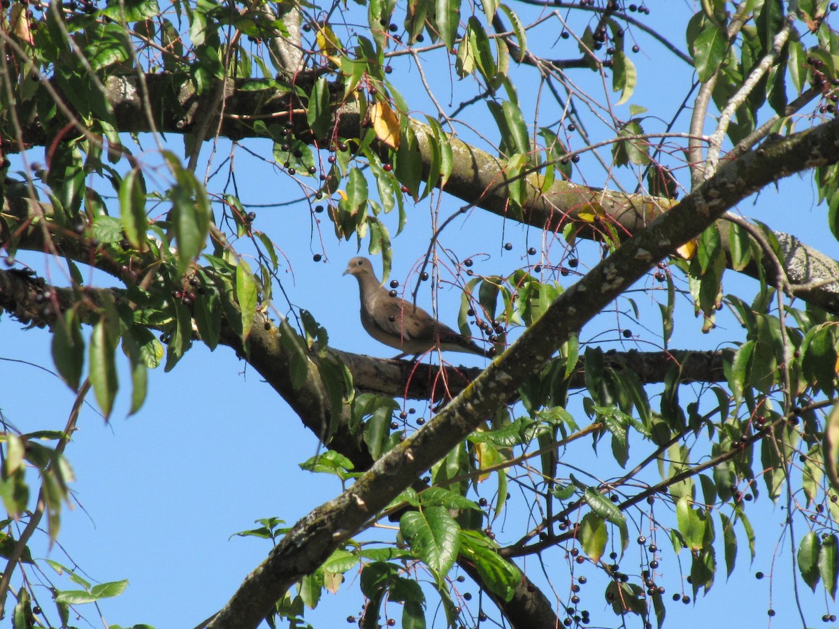 sørgedue - ML642638867