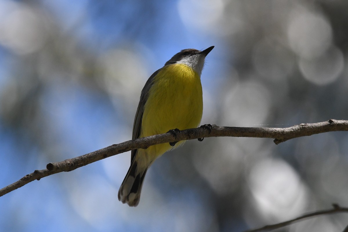 White-throated Gerygone - ML642638869