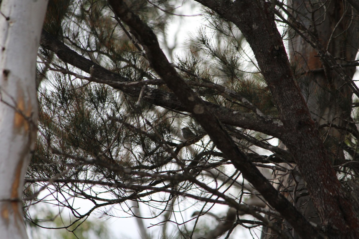 Brown Thornbill - ML642638880