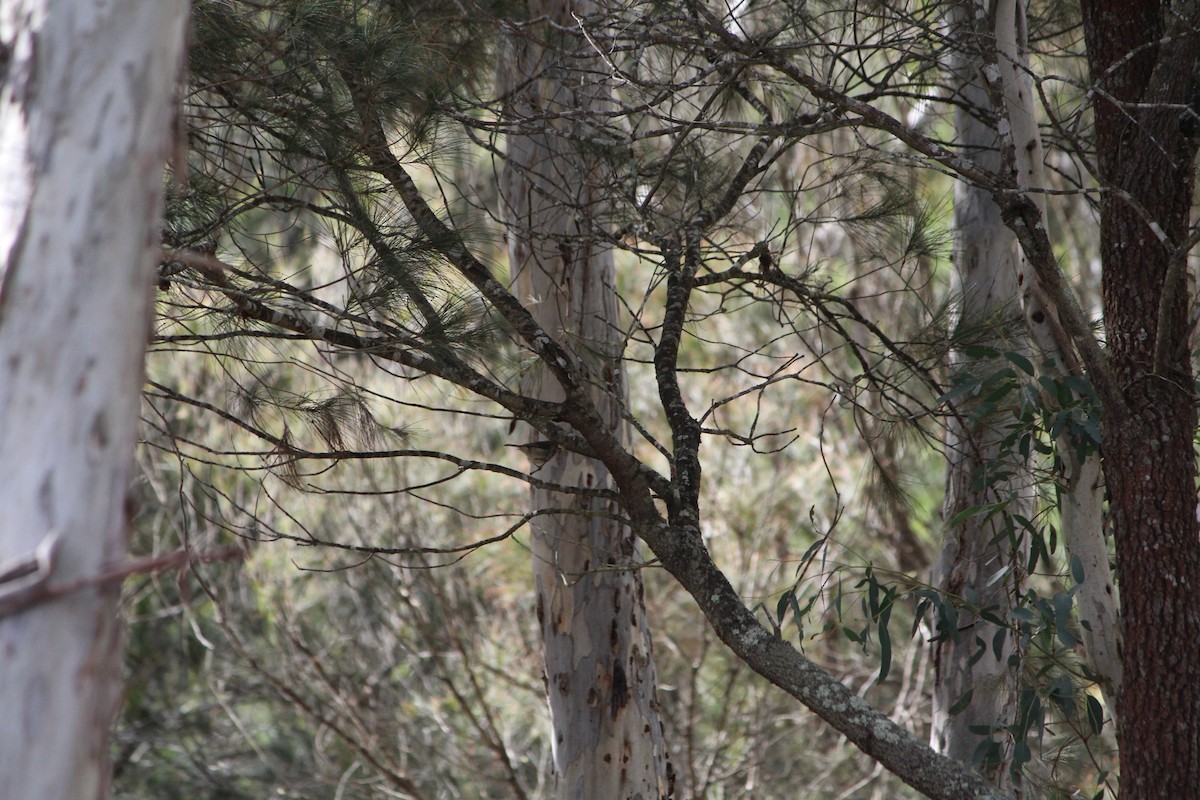 Brown Thornbill - ML642638881
