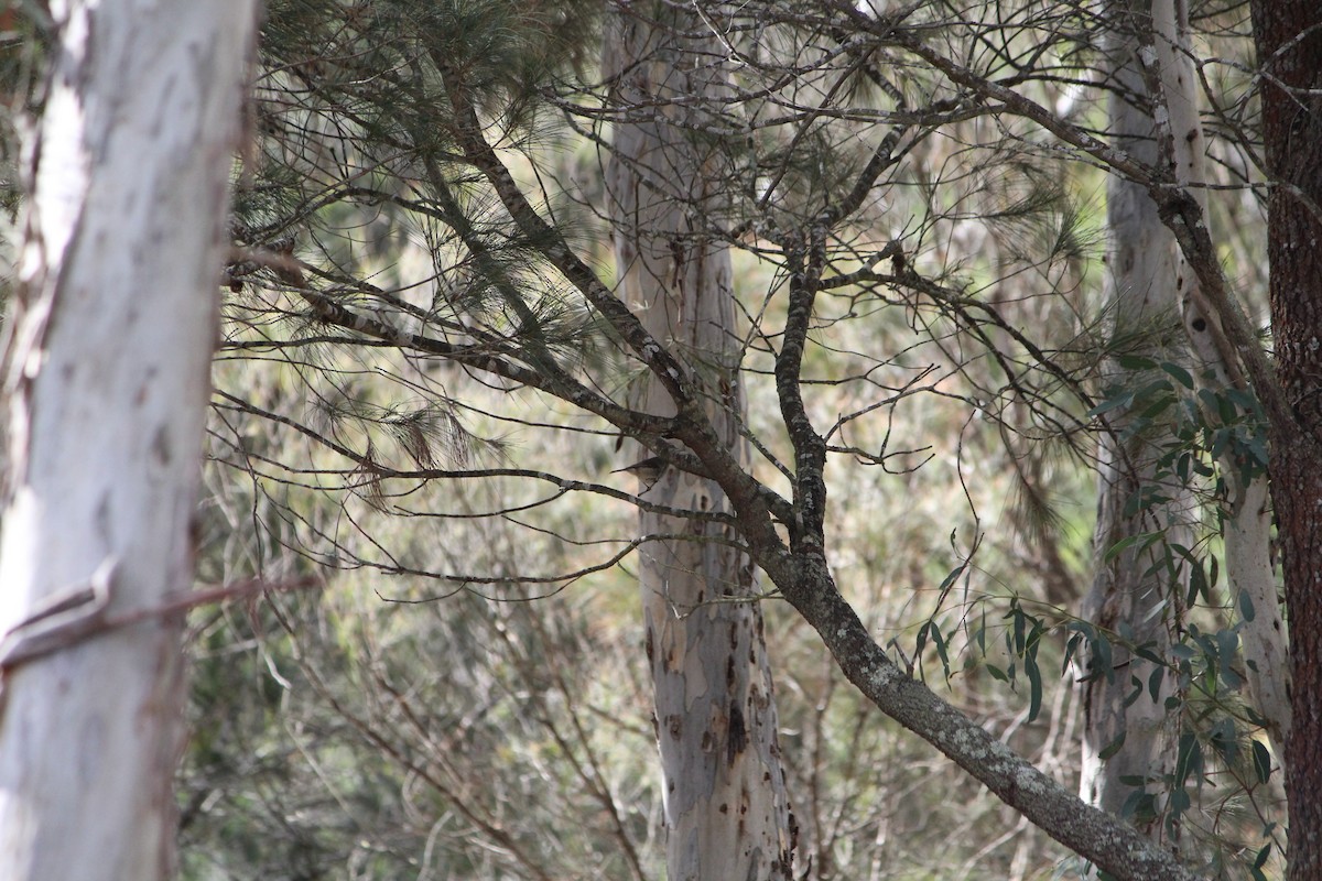Brown Thornbill - ML642638882