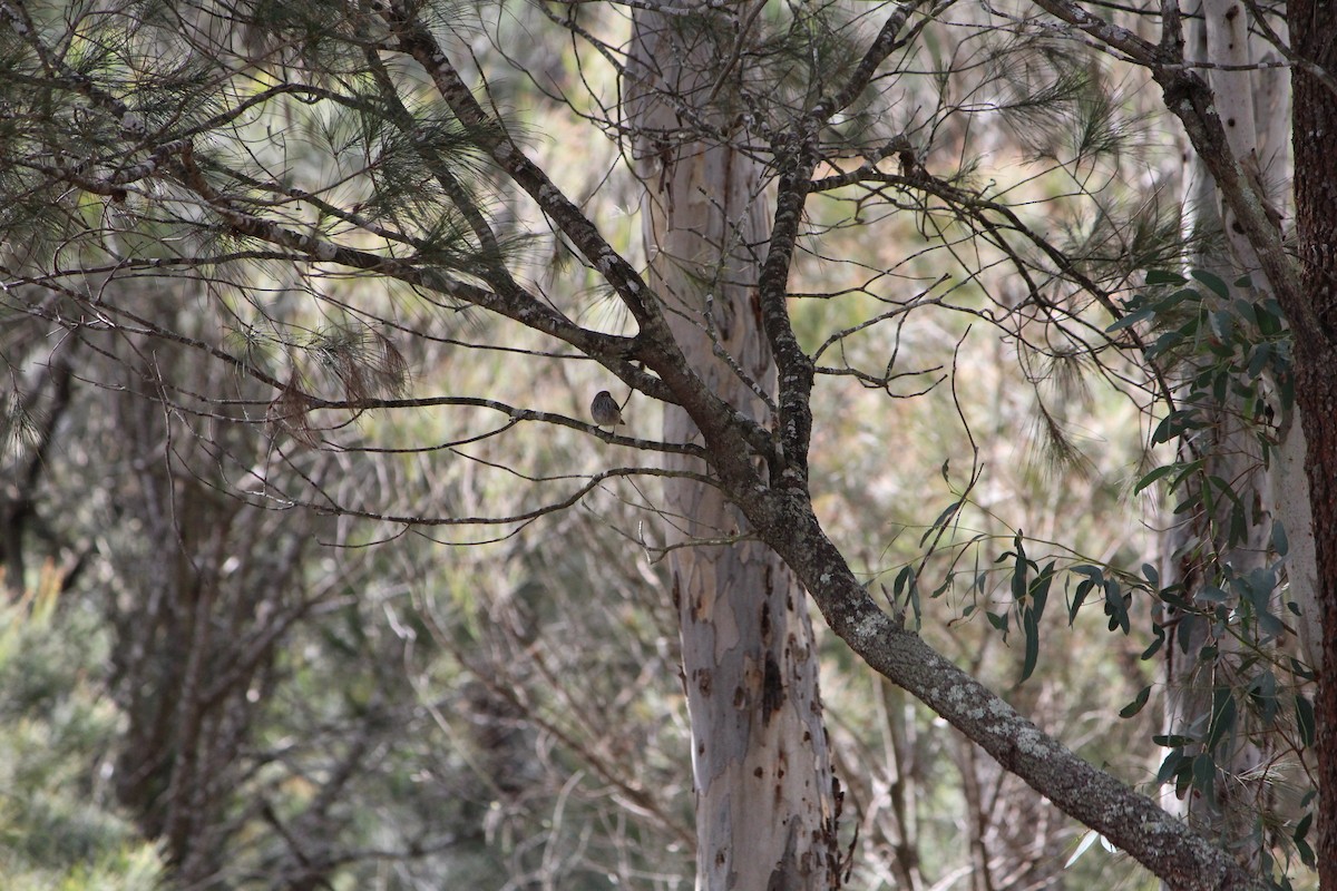 Brown Thornbill - ML642638883