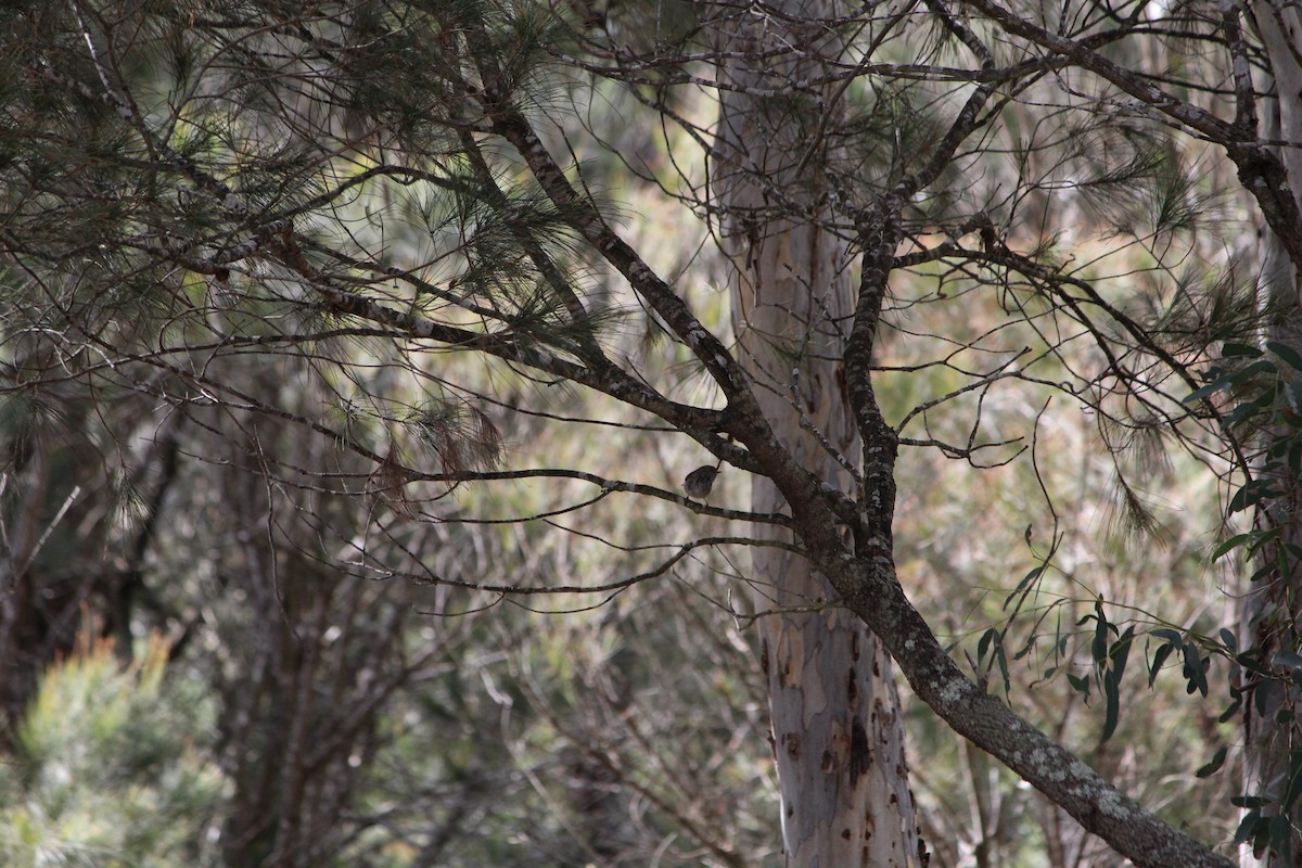 Brown Thornbill - ML642638884