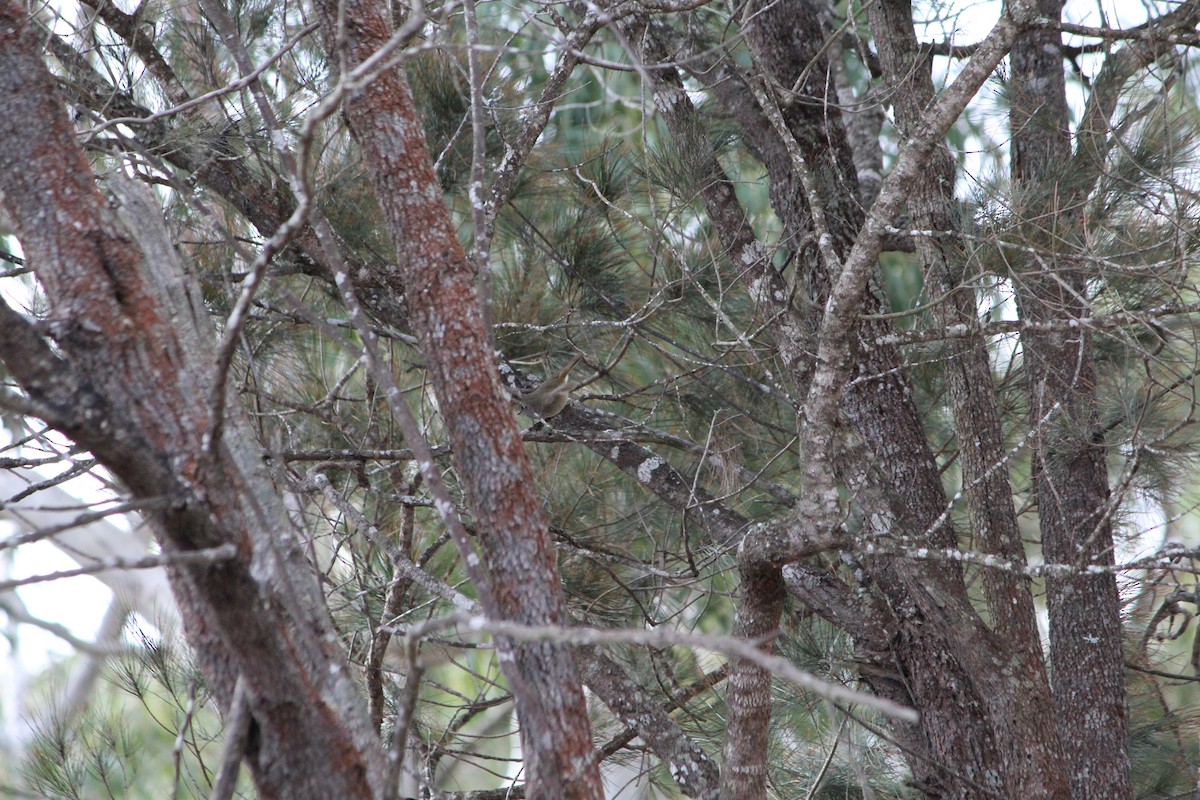Brown Thornbill - ML642638886