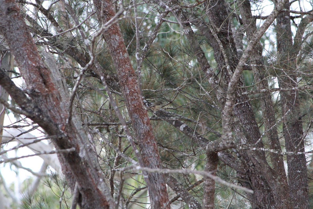 Brown Thornbill - ML642638887