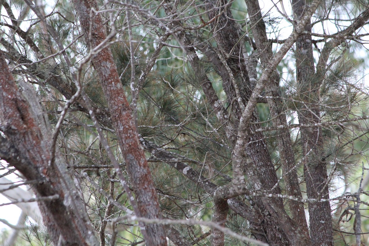 Brown Thornbill - ML642638888