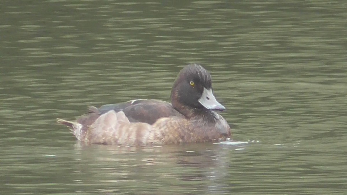 Tufted Duck - ML642638893