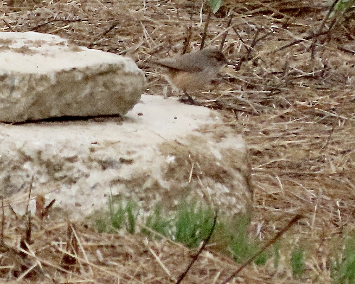 Rock Wren - ML642638901