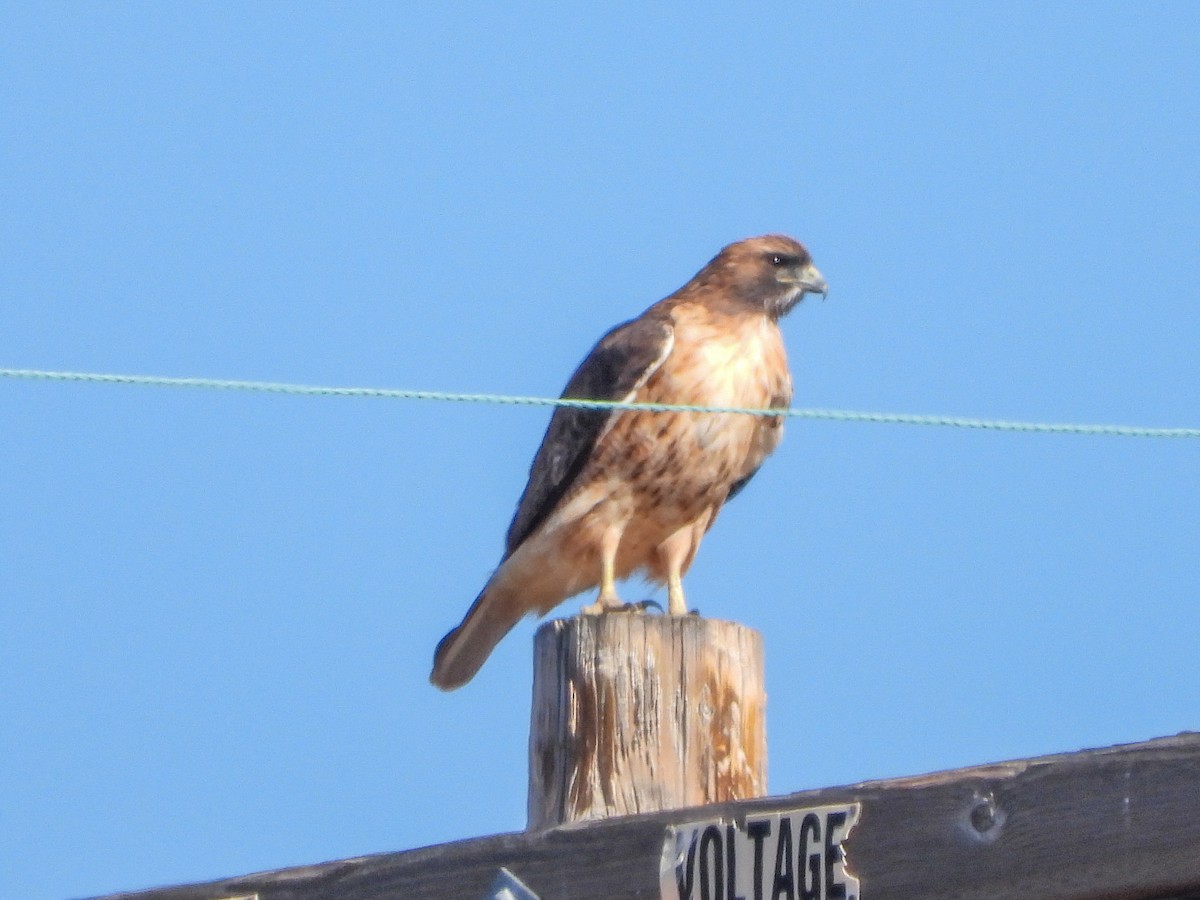 Red-tailed Hawk (calurus/alascensis) - ML642638918