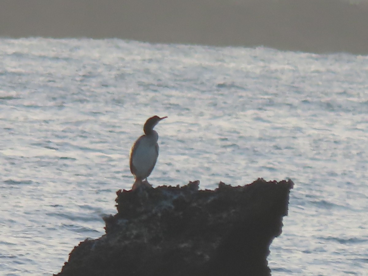European Shag (Mediterranean) - ML642638925