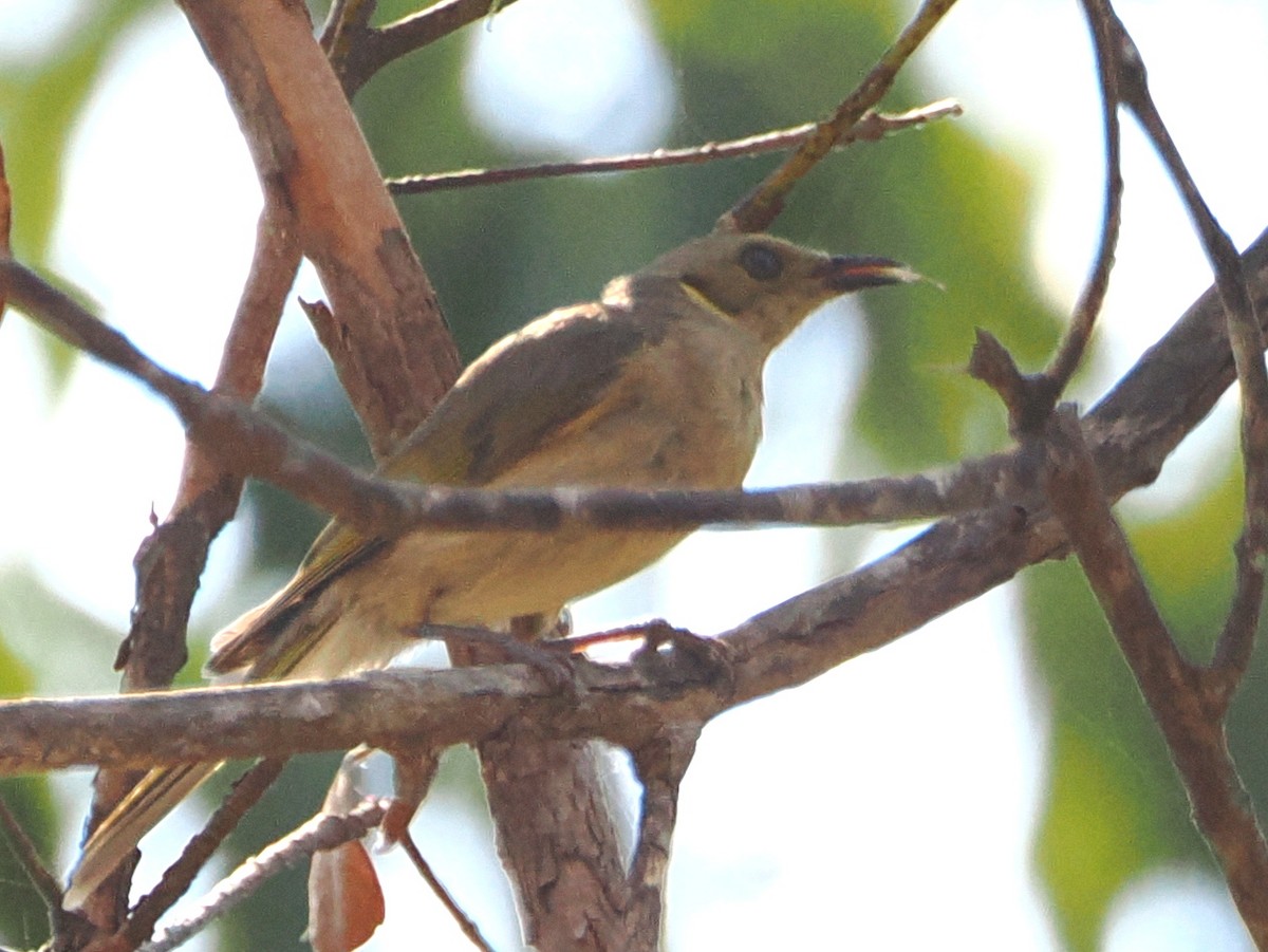 Fuscous Honeyeater - ML642638929