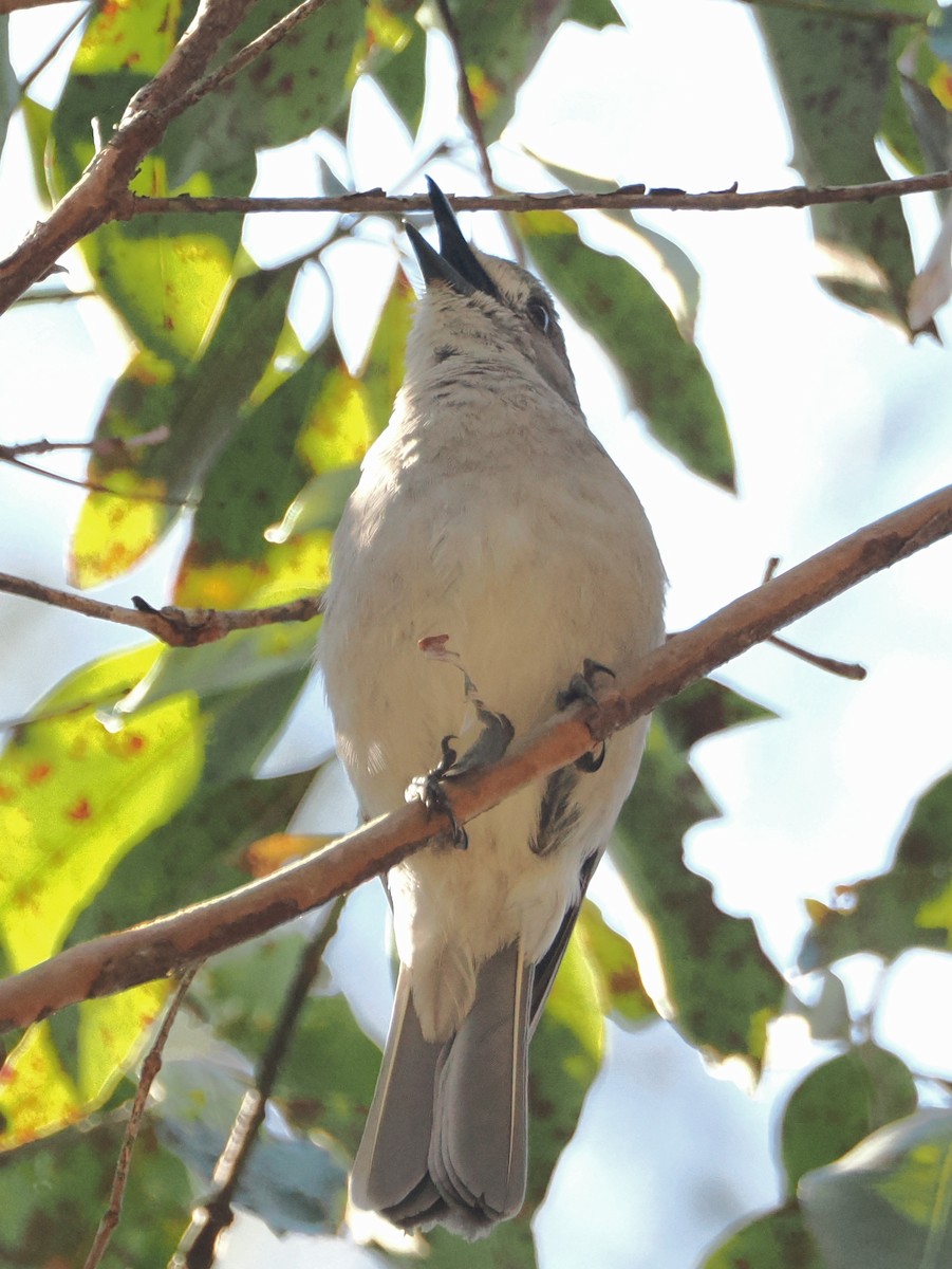 Gray Shrikethrush - ML642638934