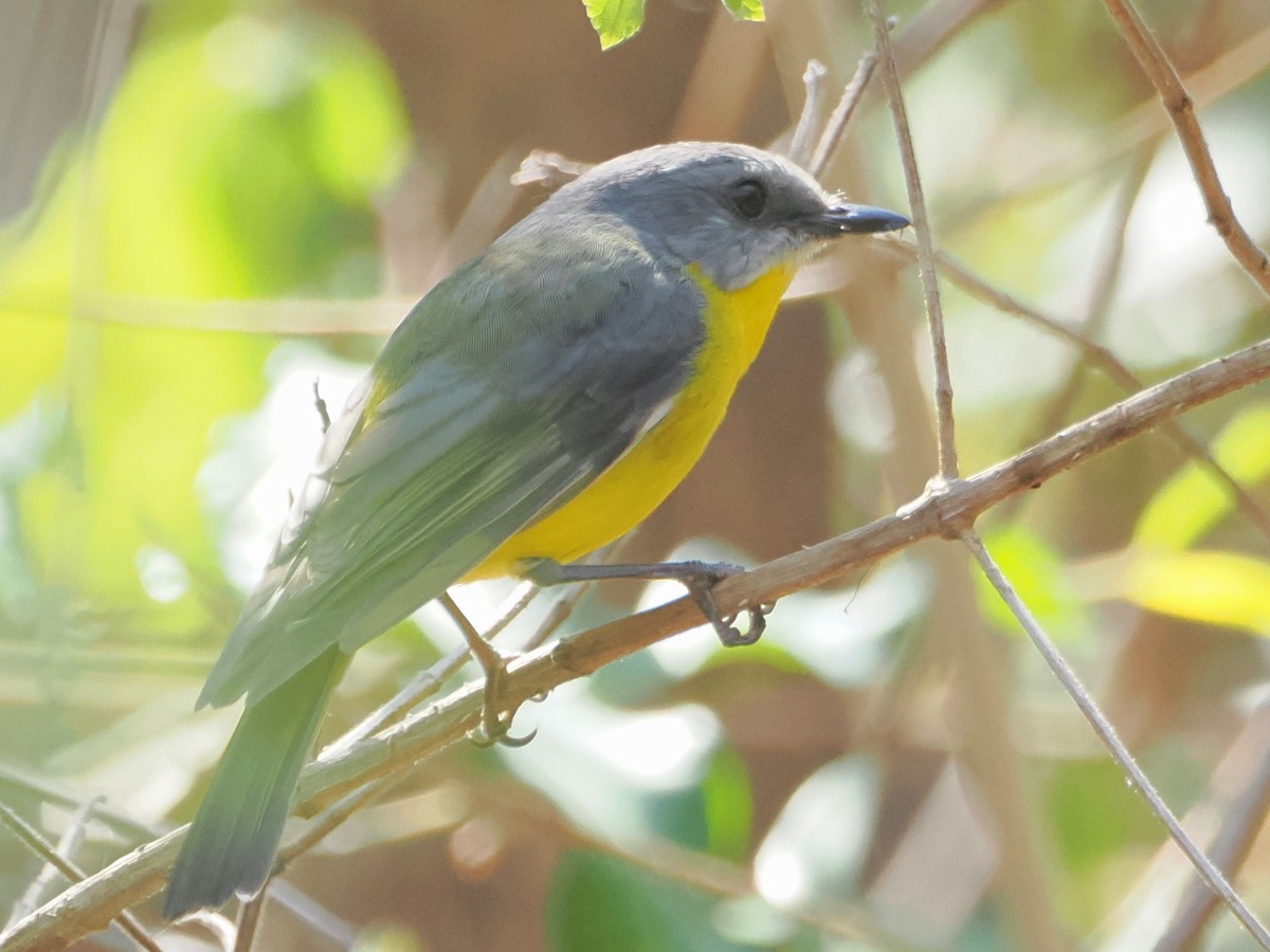 Eastern Yellow Robin - ML642638939