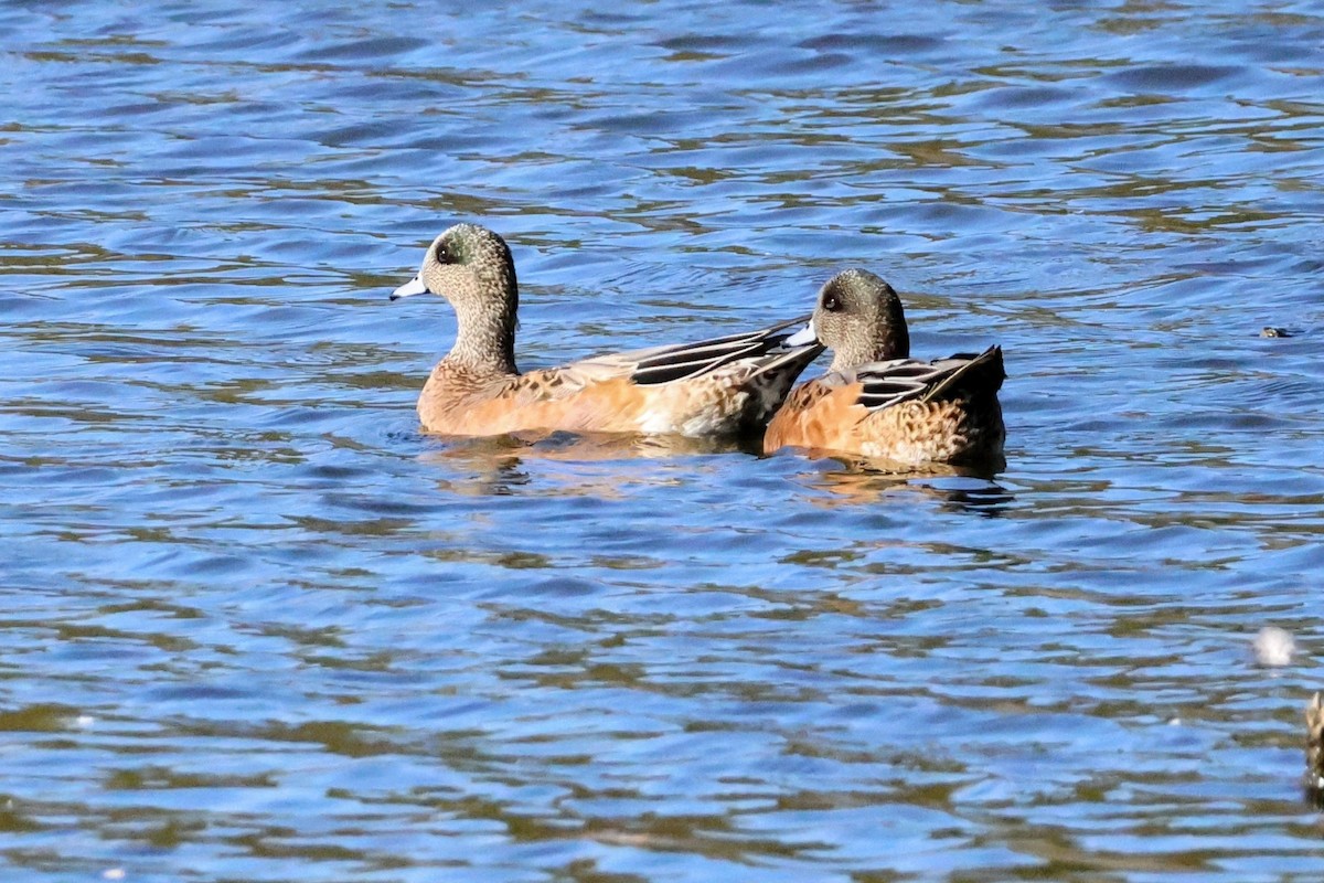 Canard d'Amérique - ML642638940