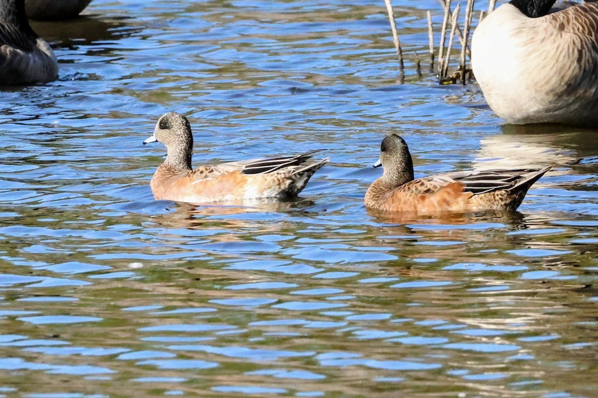 Canard d'Amérique - ML642638941