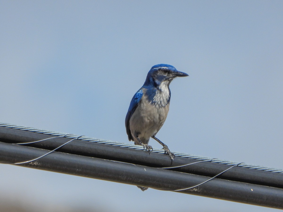 California Scrub-Jay - ML642638942