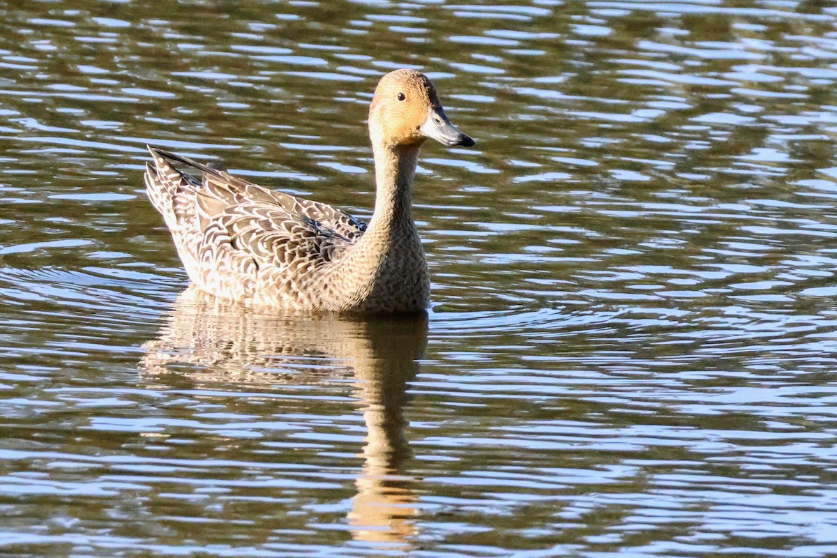 Northern Pintail - ML642638944