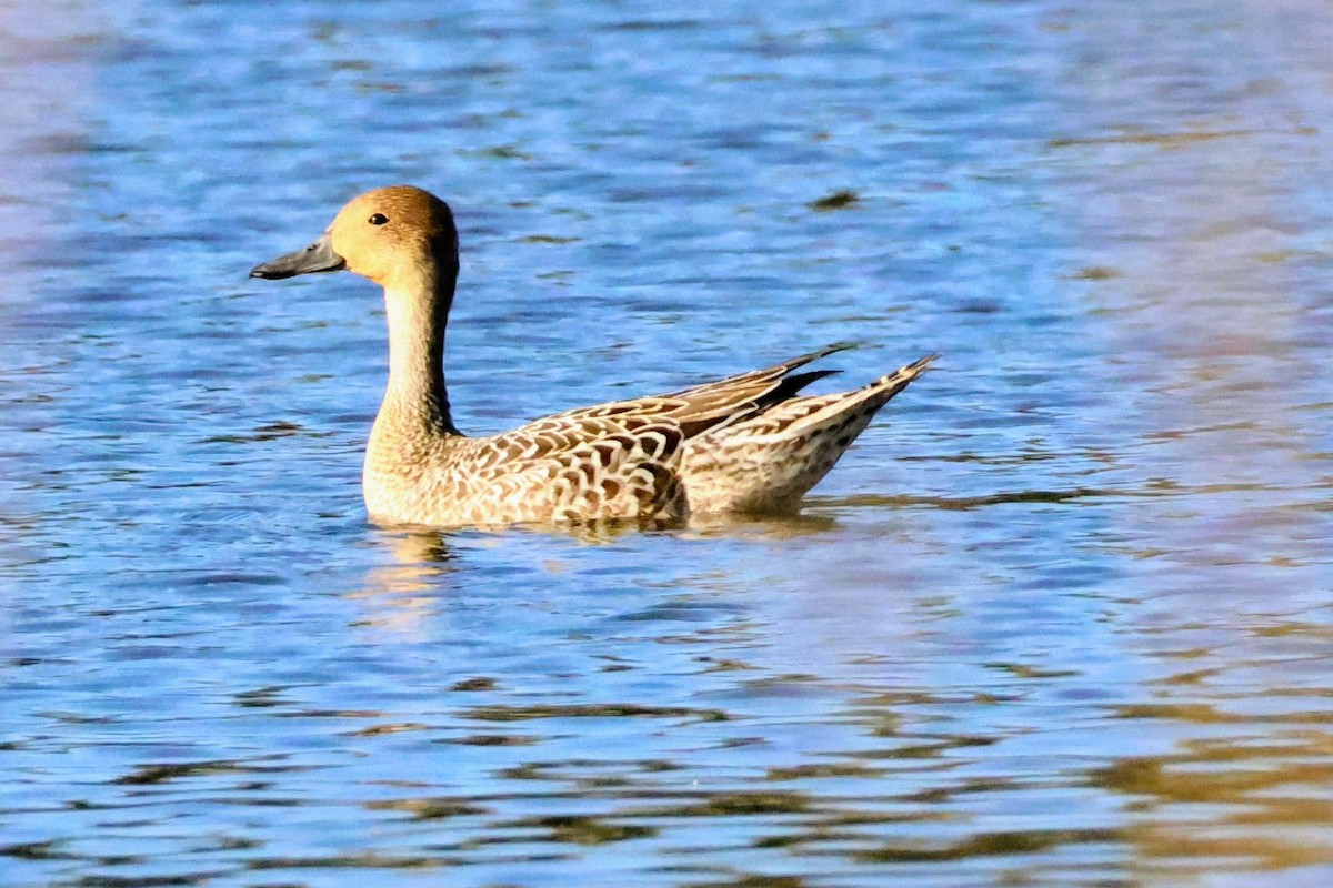 Northern Pintail - ML642638945