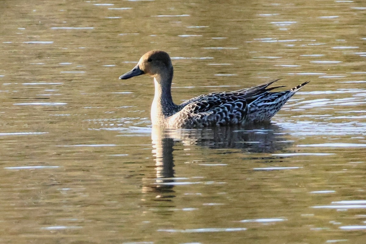 Northern Pintail - ML642638946