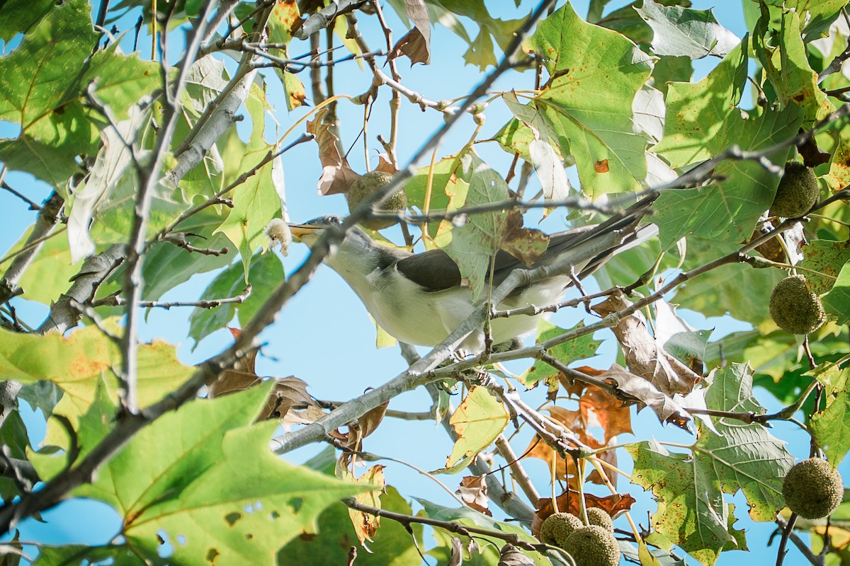 Yellow-billed Cuckoo - ML642638947