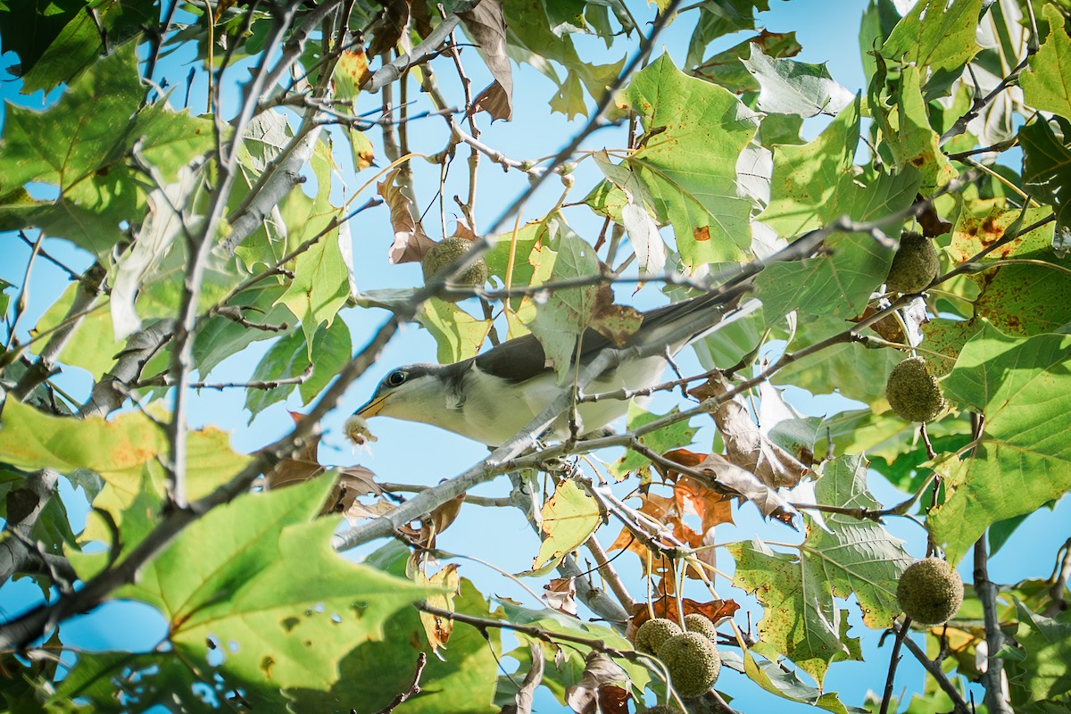 Yellow-billed Cuckoo - ML642638948
