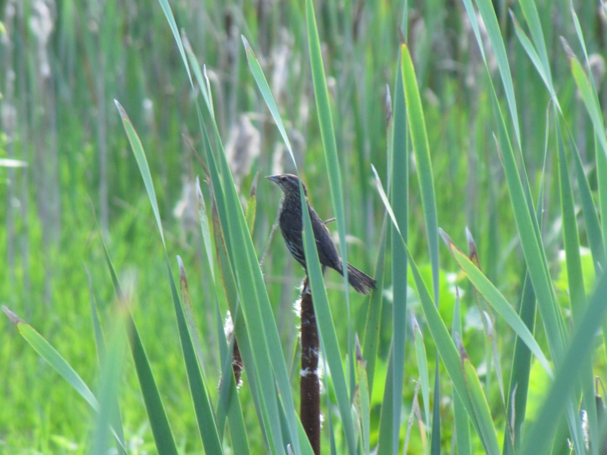 rødvingetrupial - ML642638949