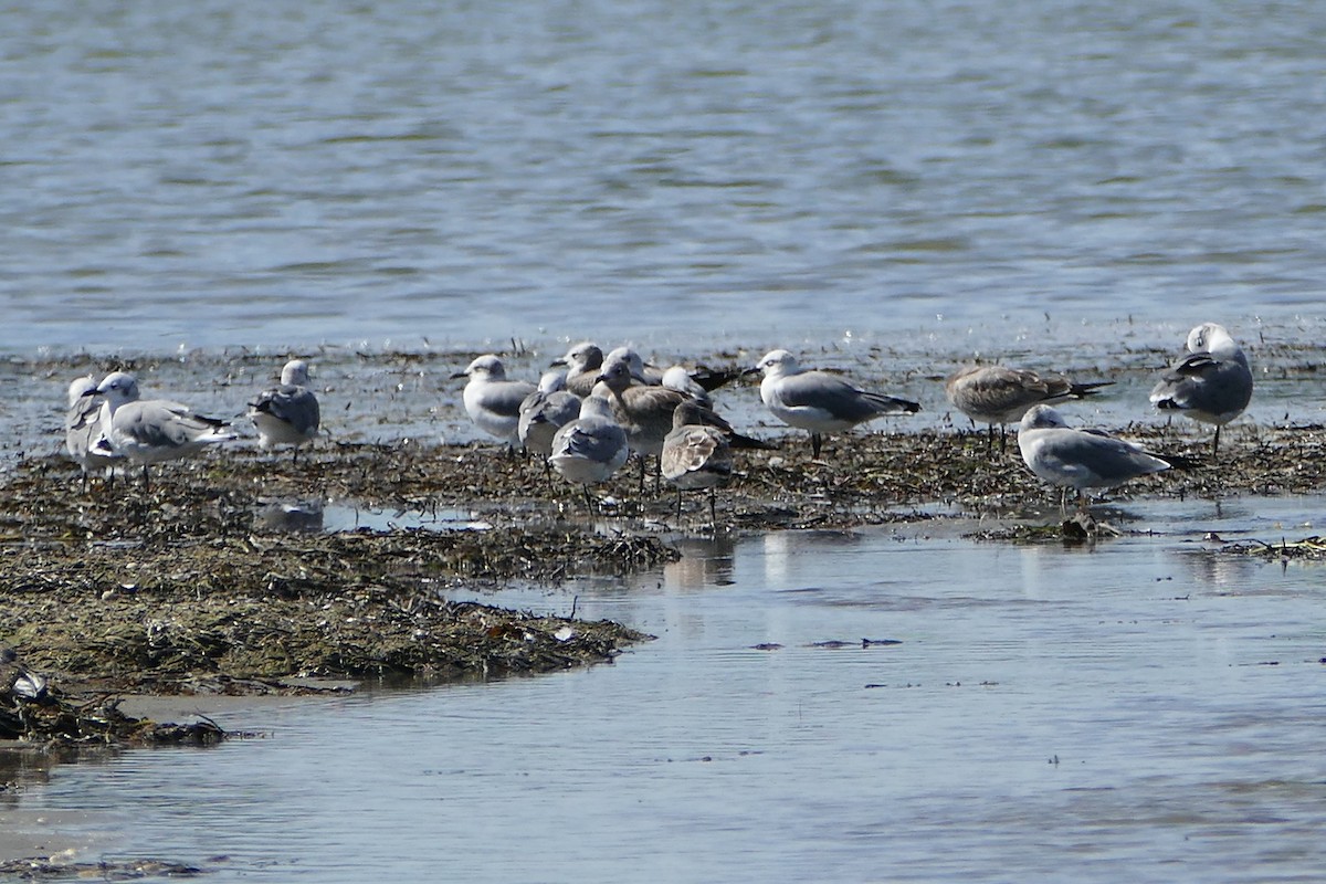 Laughing Gull - ML642638953