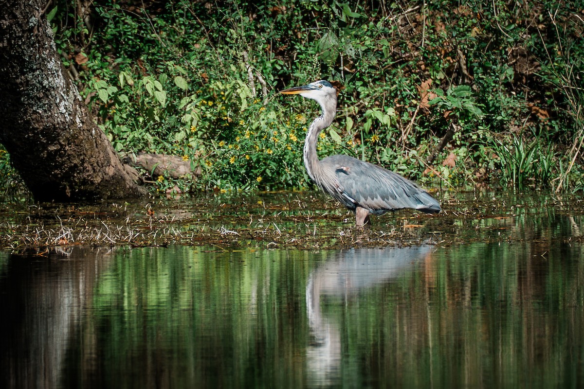 Great Blue Heron - ML642638958