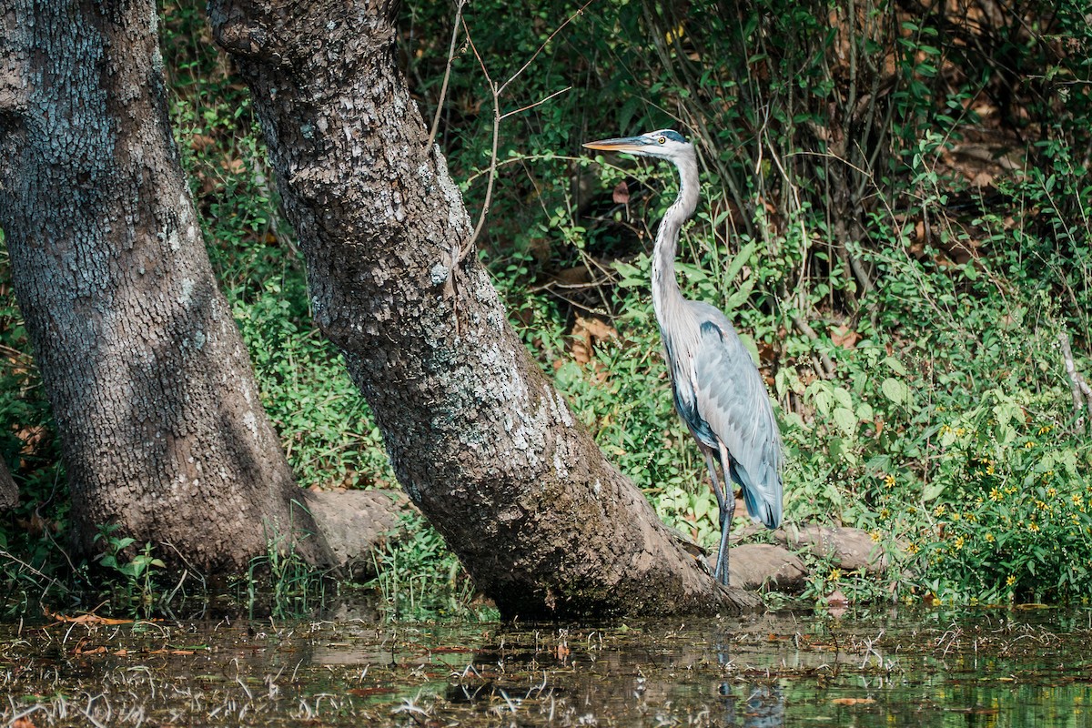 Great Blue Heron - ML642638959