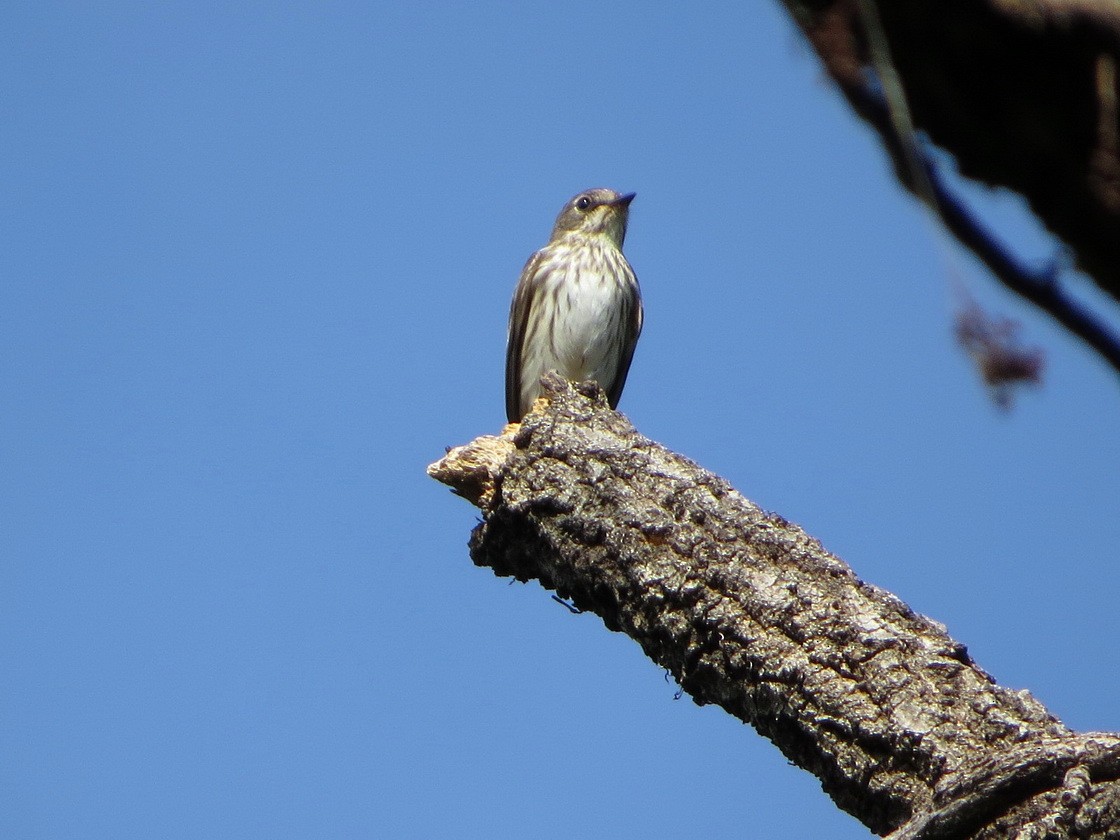 Gray-streaked Flycatcher - ML642638960