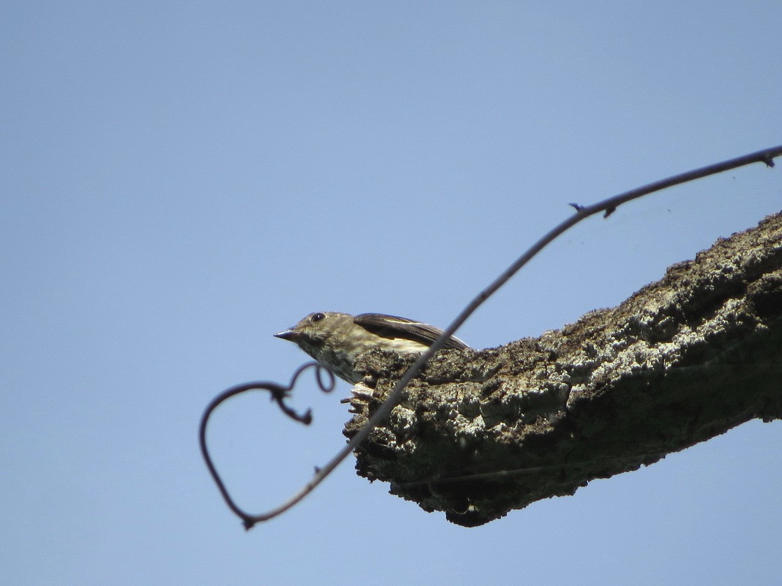 Gray-streaked Flycatcher - ML642638964