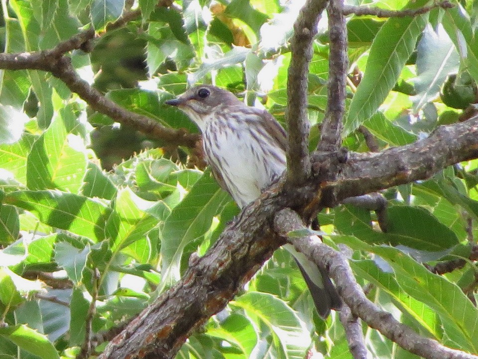 Gray-streaked Flycatcher - ML642638966
