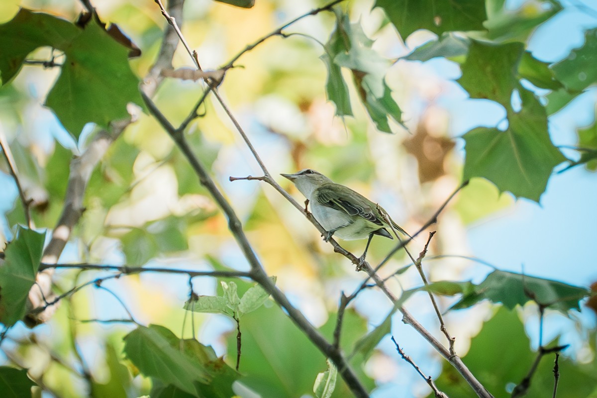 Red-eyed Vireo - ML642638993