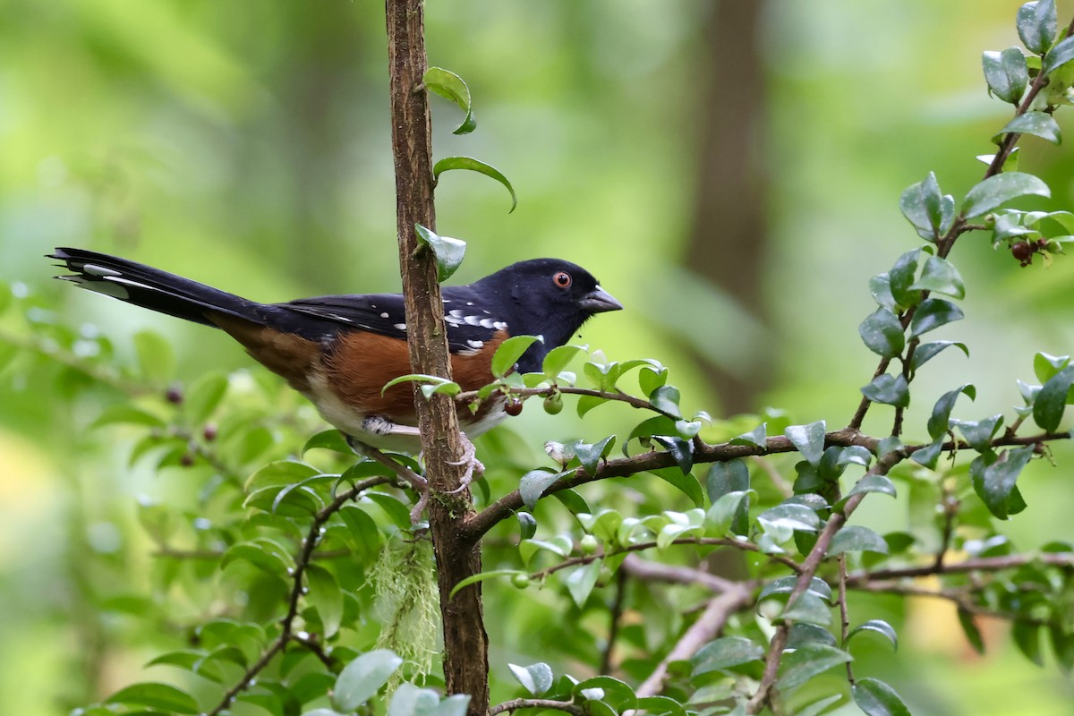Spotted Towhee - ML642638996