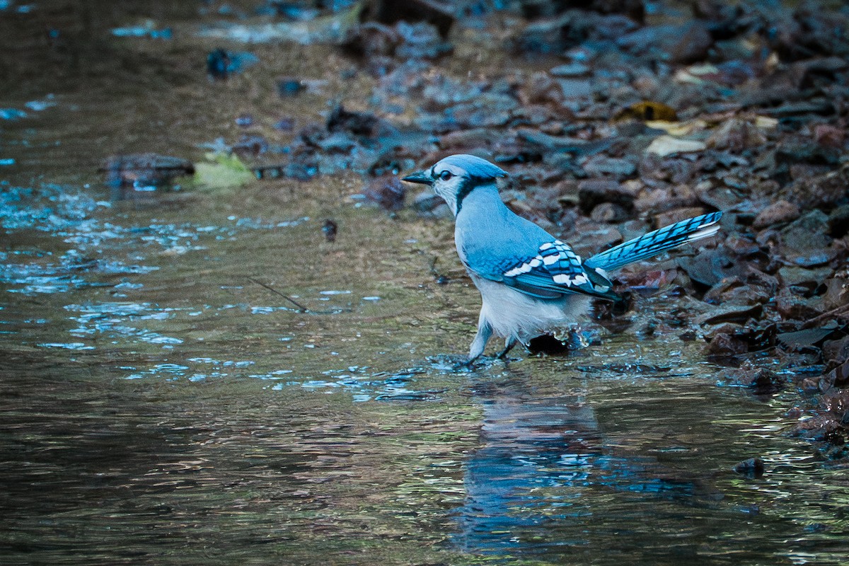 Blue Jay - ML642639010