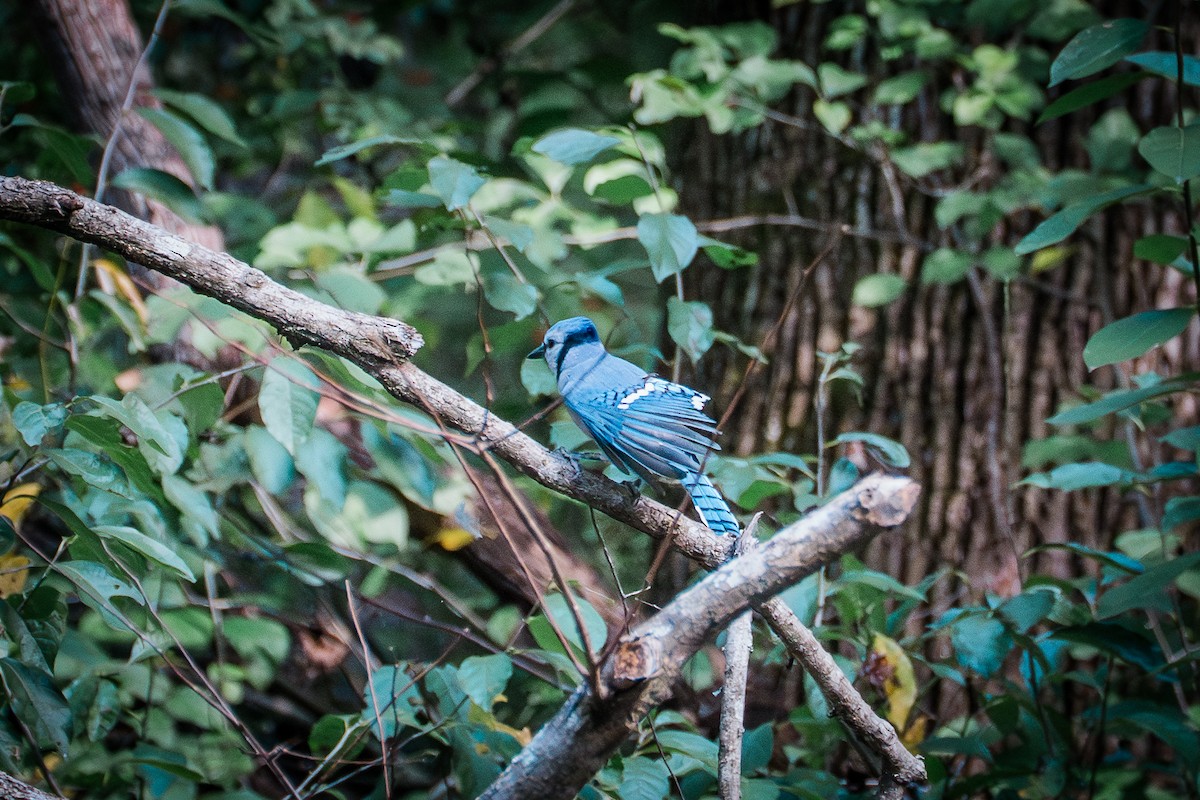 Blue Jay - ML642639011