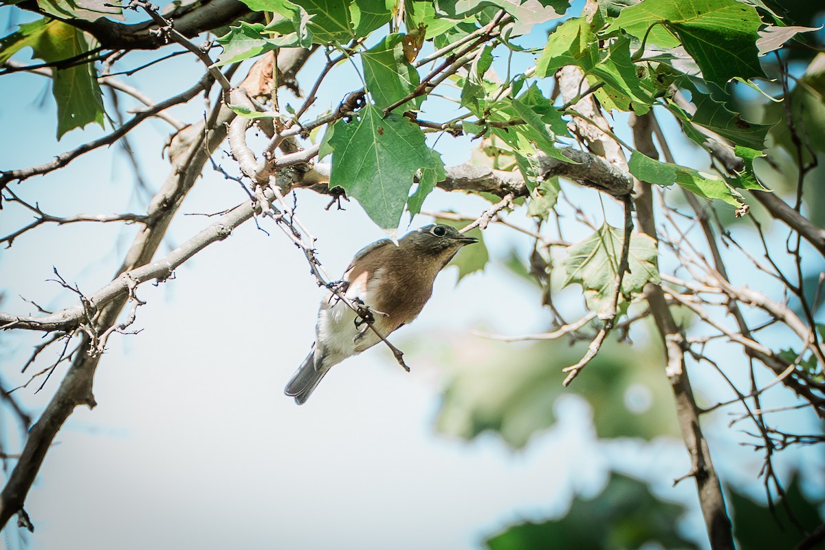 Eastern Bluebird - ML642639019