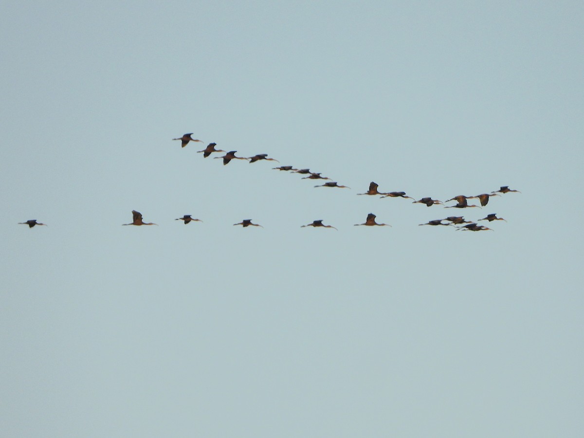White-faced Ibis - ML642639023