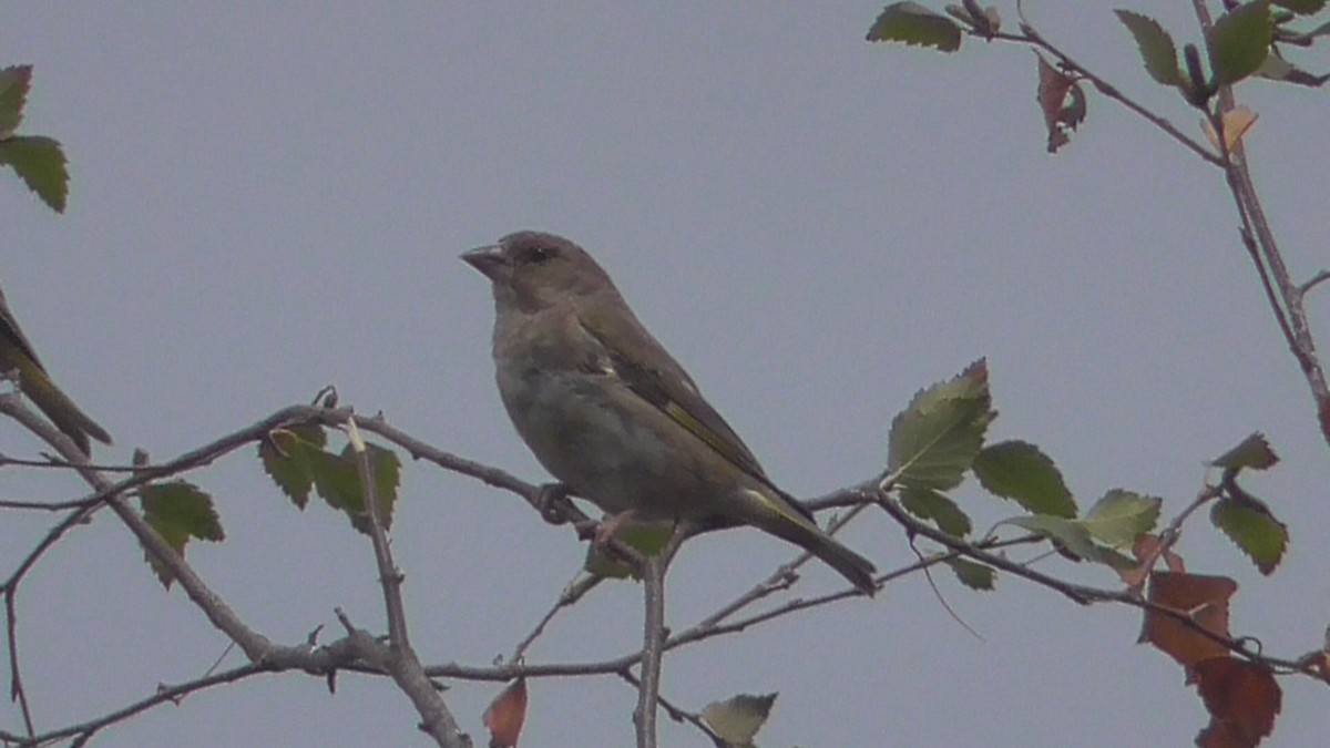 Grünfink - ML642639026