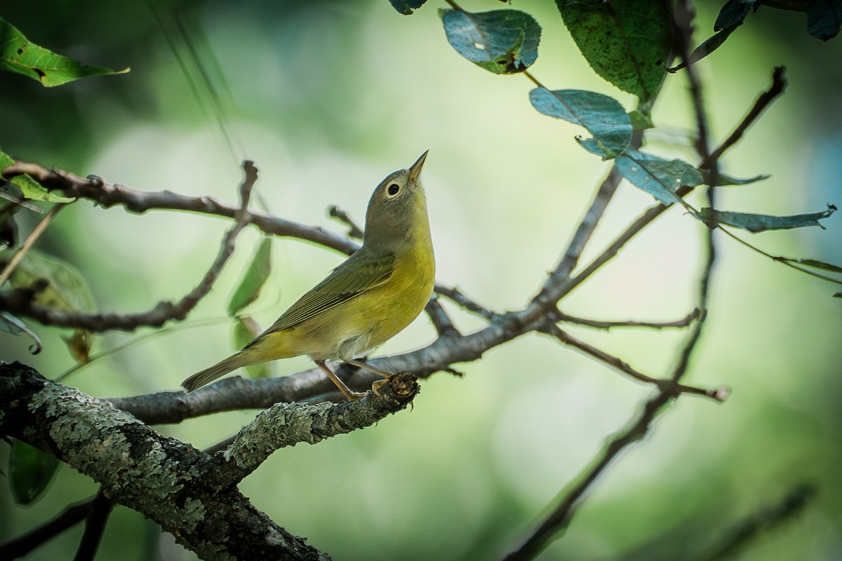 Nashville Warbler - ML642639029