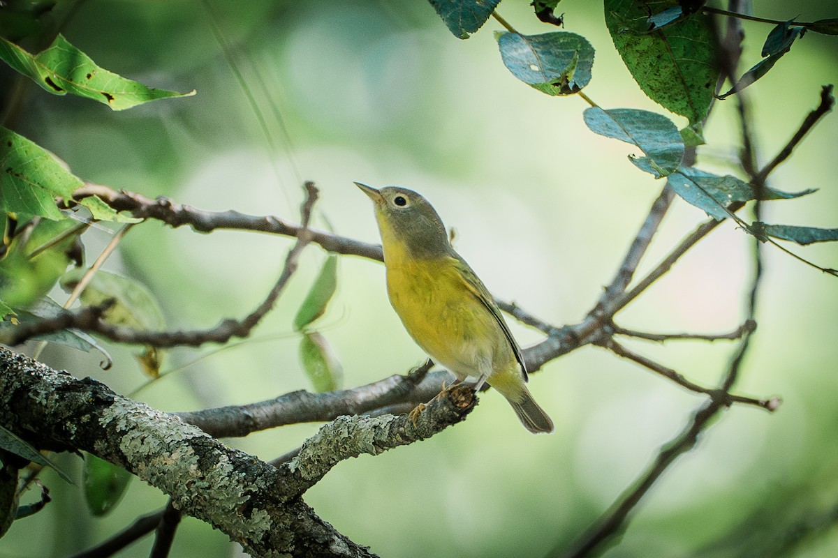 Nashville Warbler - ML642639030