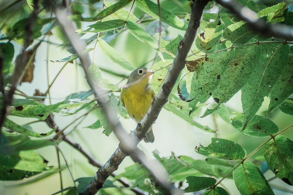 Nashville Warbler - ML642639031
